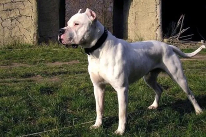 954498-746020-dogos-20cordoba_0 (1)